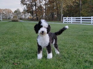 Mini Sheepadoodle dogs - Ad 11