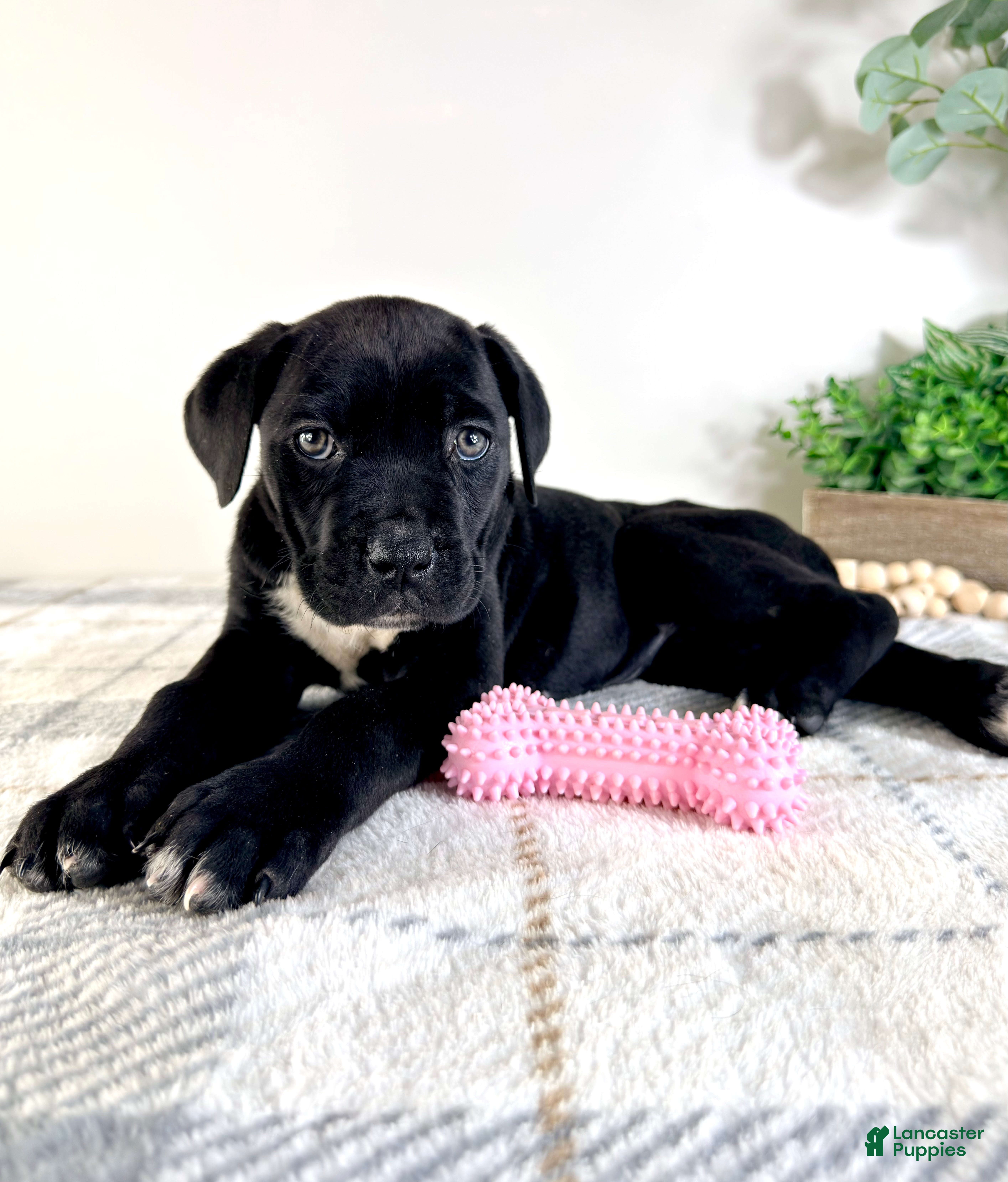 Cane Corso dogs Freya - Ad 26