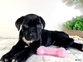 Cane Corso dogs Freya - Ad 16