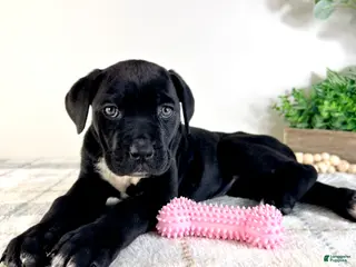 Cane Corso dogs Freya - Ad 40