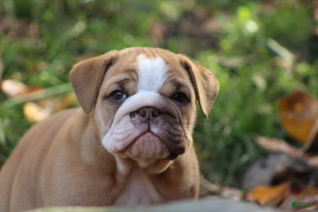 English Bulldog dogs for sale: Buttercup - Ad 1