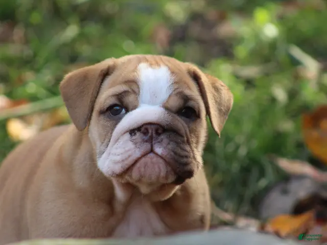 English Bulldog dogs for sale: Buttercup - Ad 1