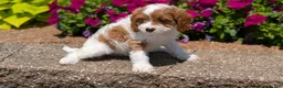 Cavapoo dogs for sale: Rena - Ad 9