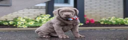 Labrador Retriever dogs for sale: Gunner - Ad 6