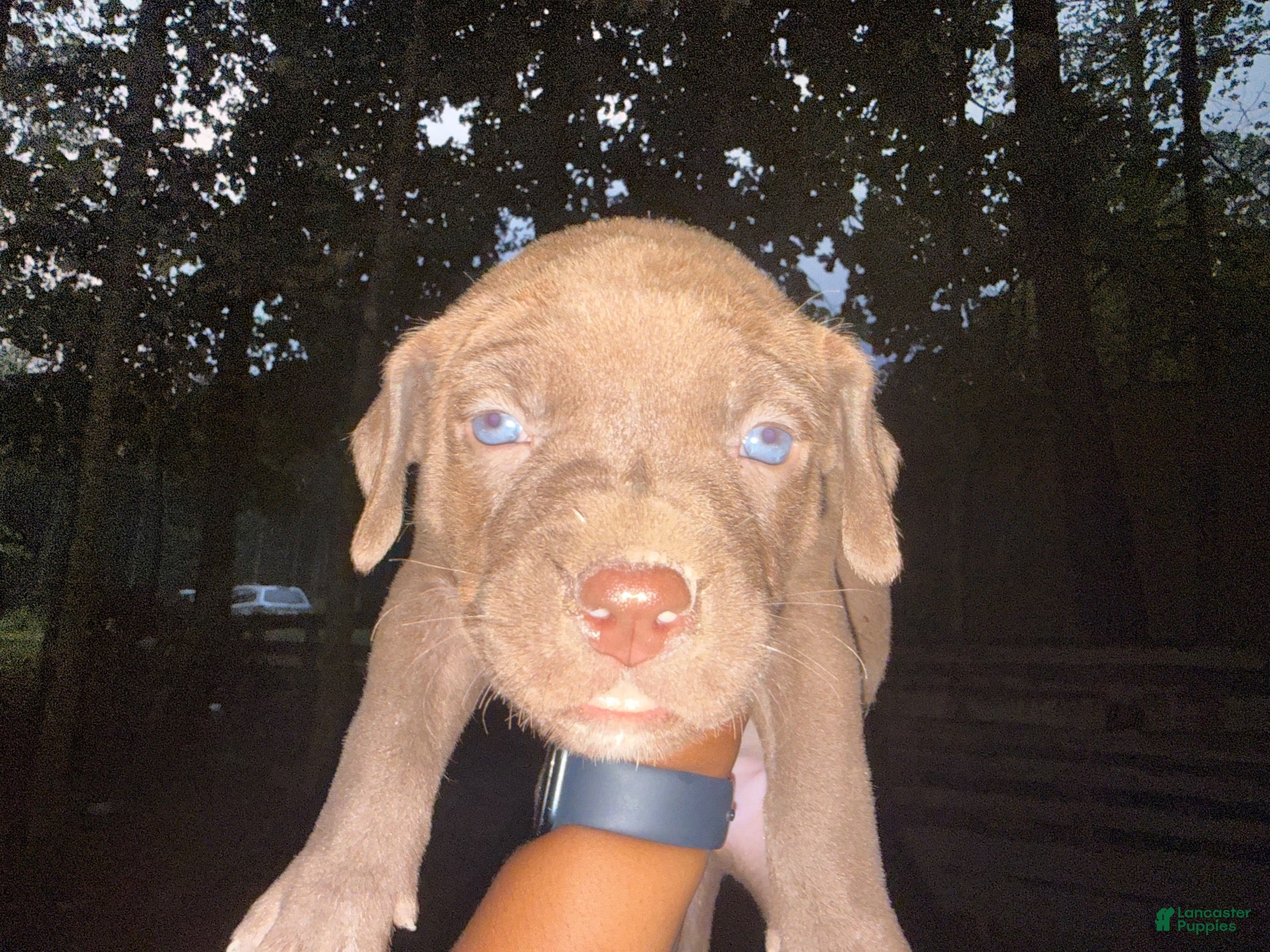 American Pit Bull Terrier dogs American Pit Bull Terrier 1 - Ad 1
