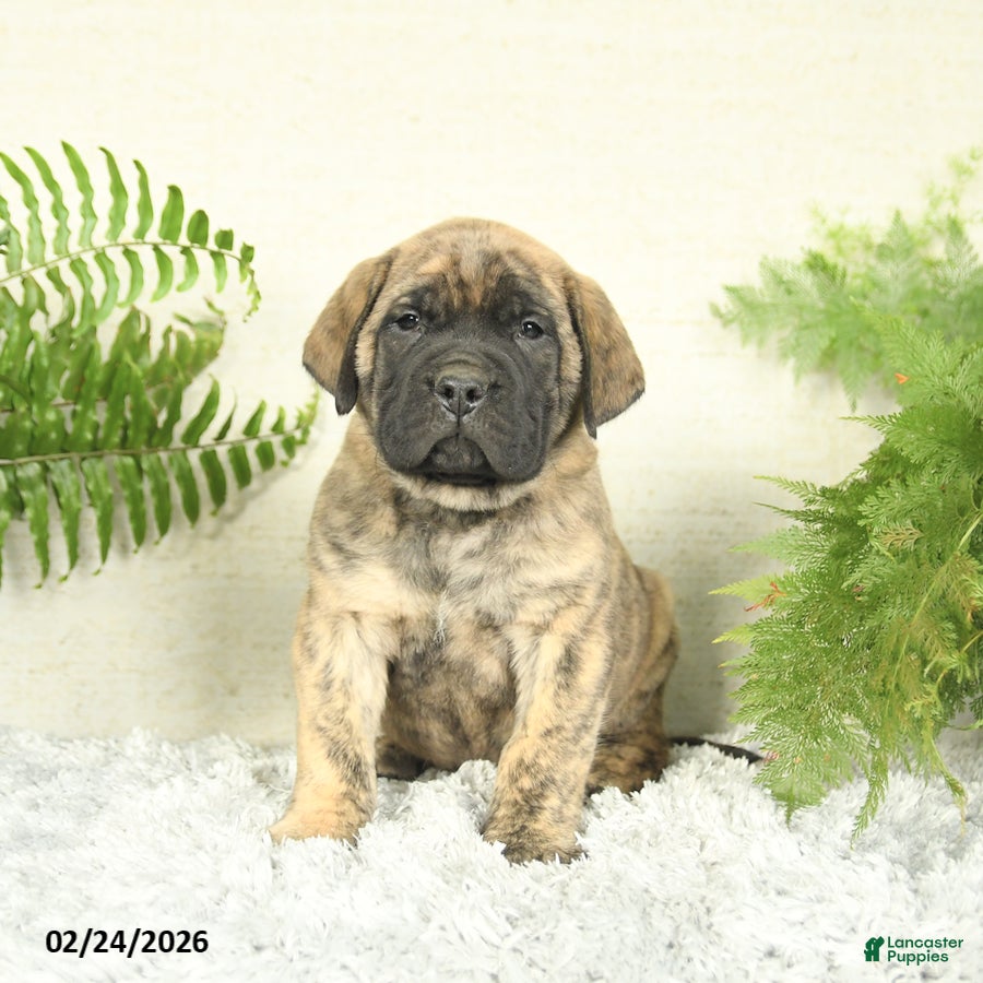 English Mastiff dogs Archer - Ad 1