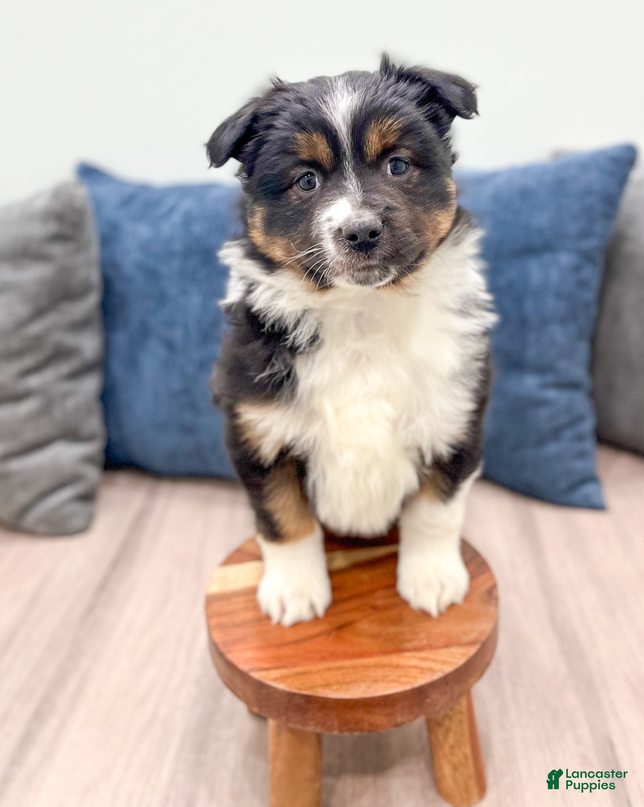 Miniature Australian Shepherd dogs Sammy - Ad 1