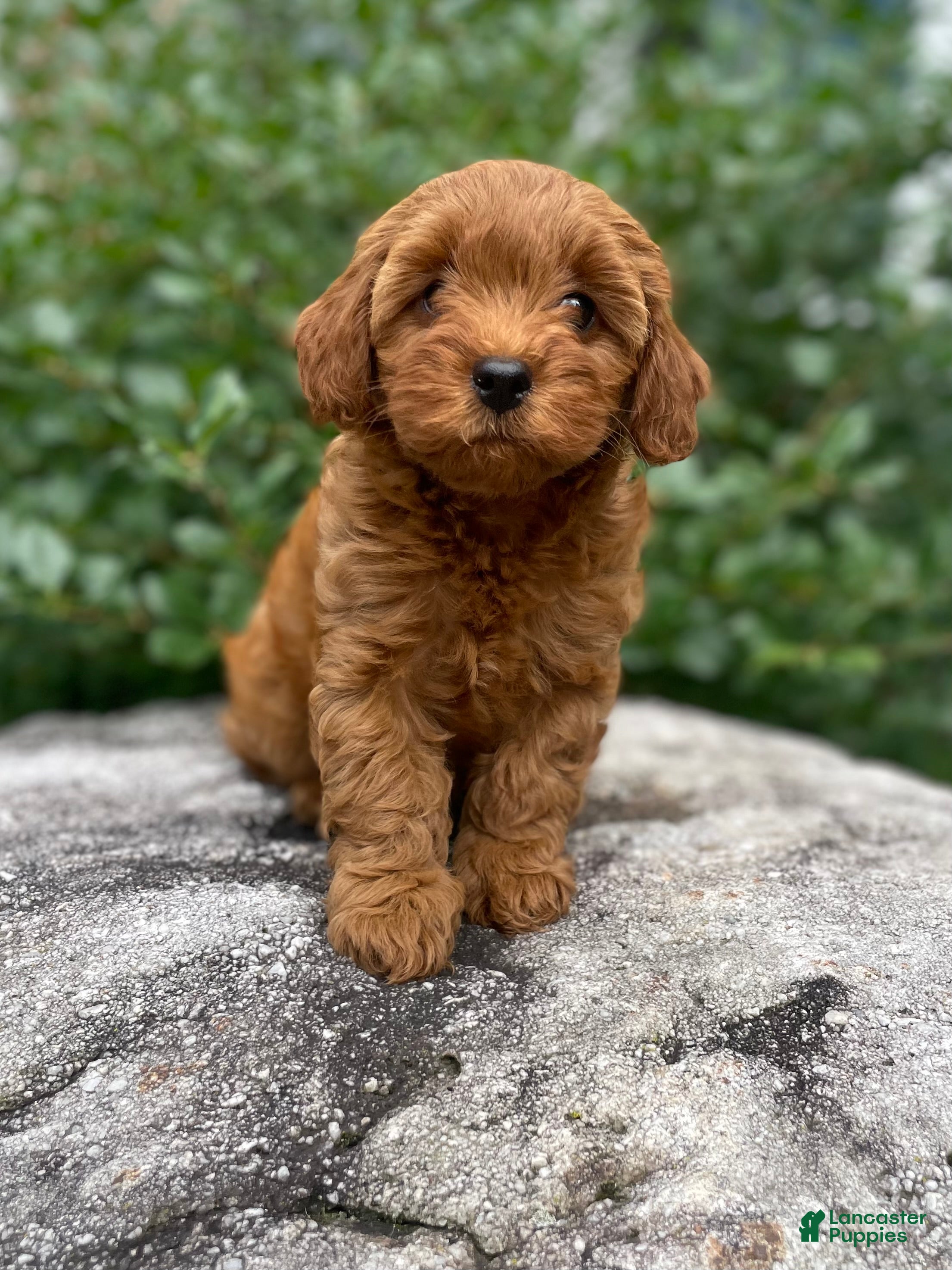 Cavapoo dogs Hazel - Ad 2