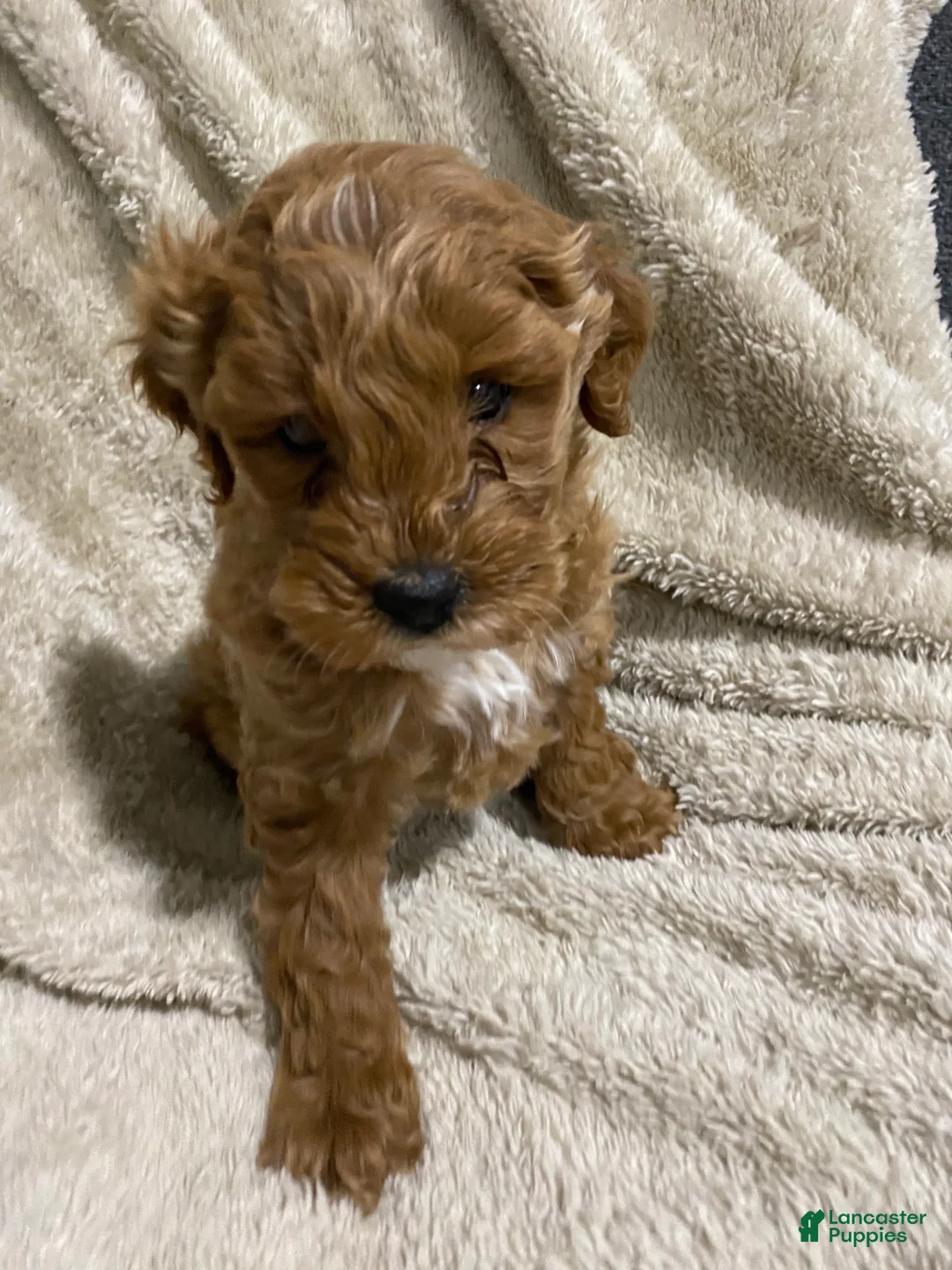 Mini Goldendoodle dogs for sale: Brodie - Ad 3