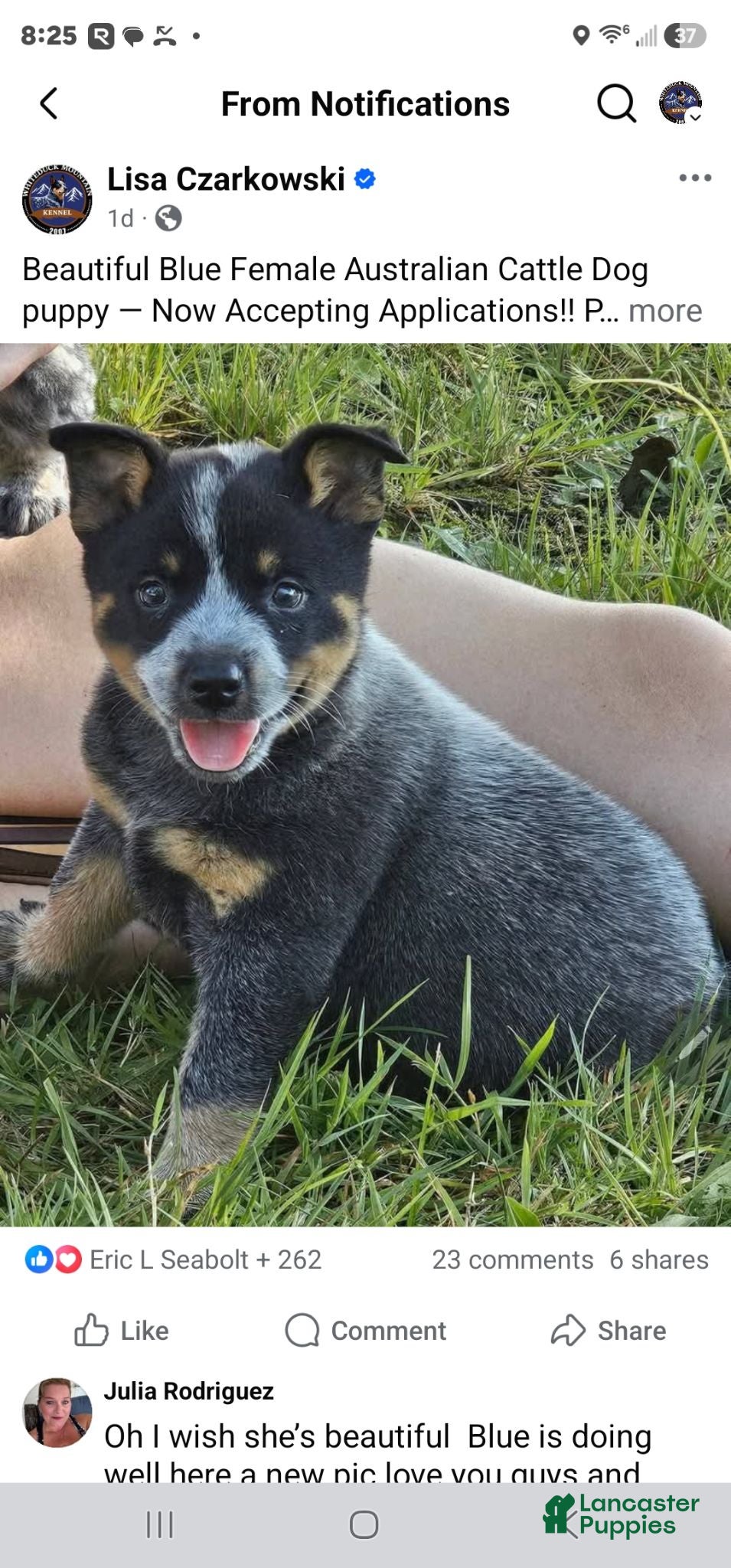 Australian Cattle Dog dogs Bailey - Ad 2