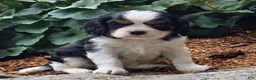 Cavalier King Charles Spaniel dogs for sale: Phlox - Ad 5