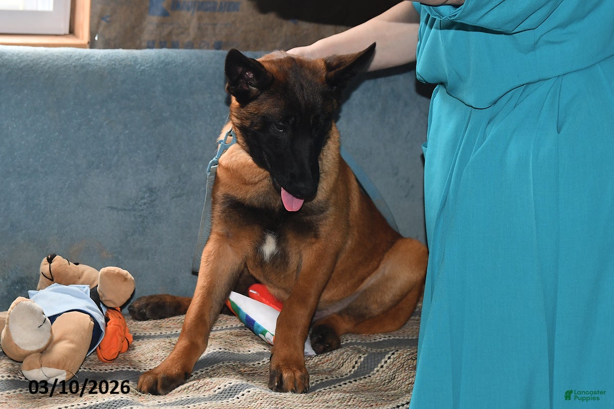 Belgian Malinois dogs Bruno - Ad 2