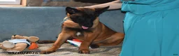 Belgian Malinois dogs for sale: Bruno - Ad 2