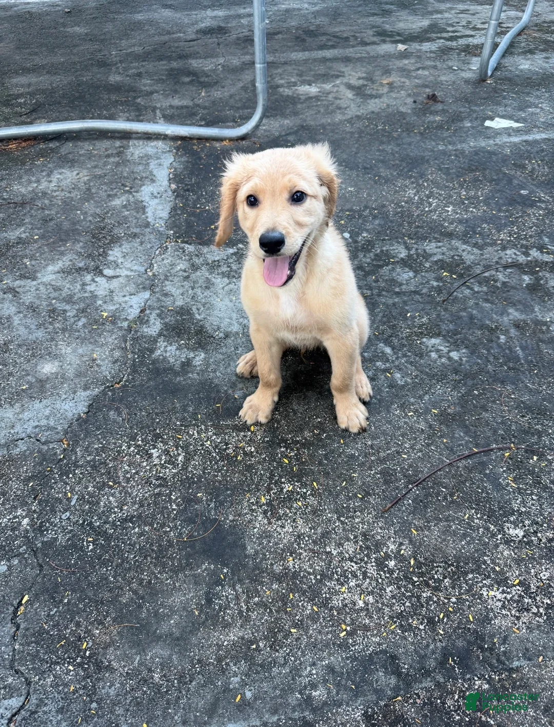 Golden Retriever dogs for sale: buddy - Ad 2