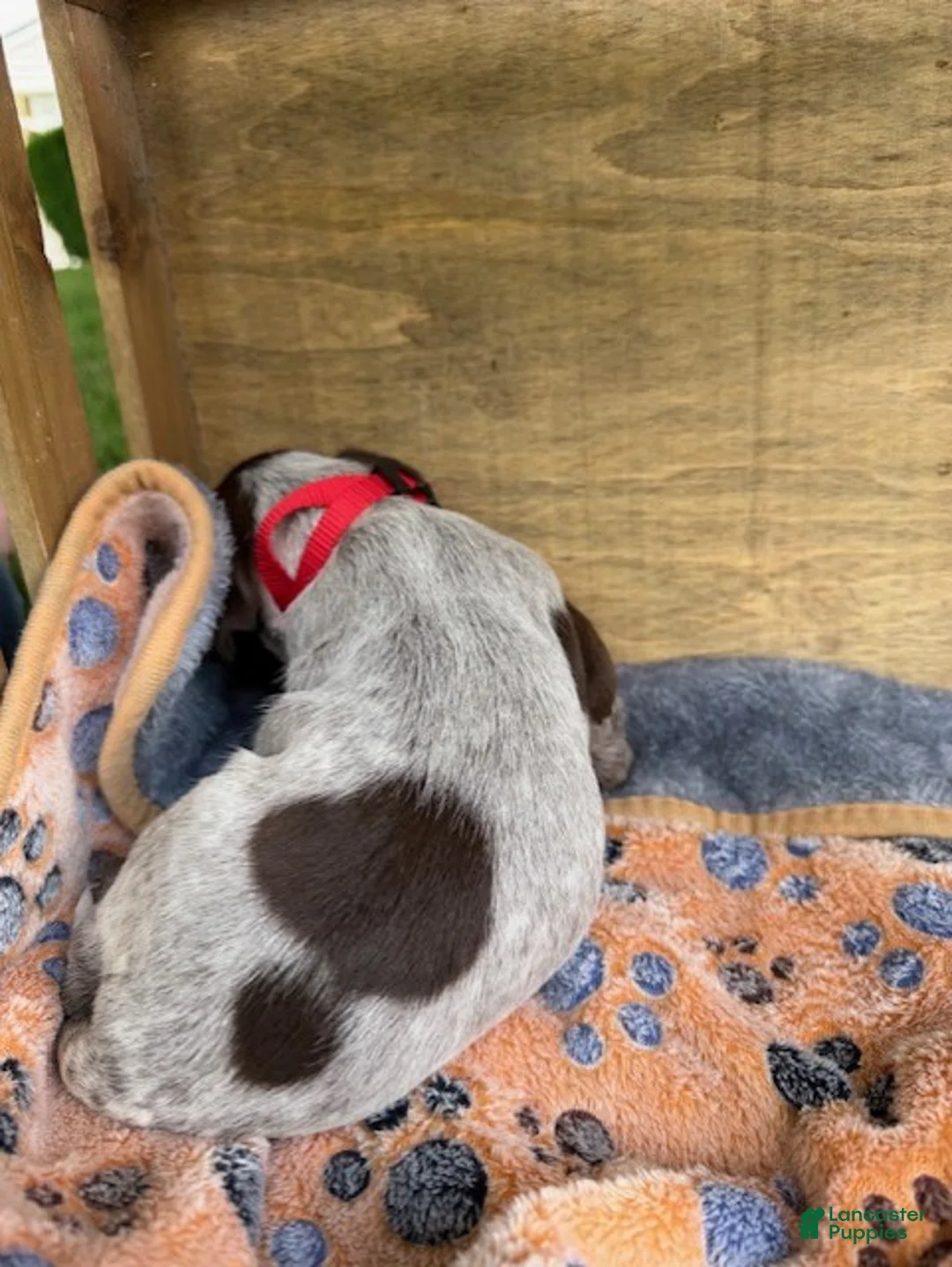 Wirehaired Pointing Griffon dogs for sale: Puppy 1 - Ad 1
