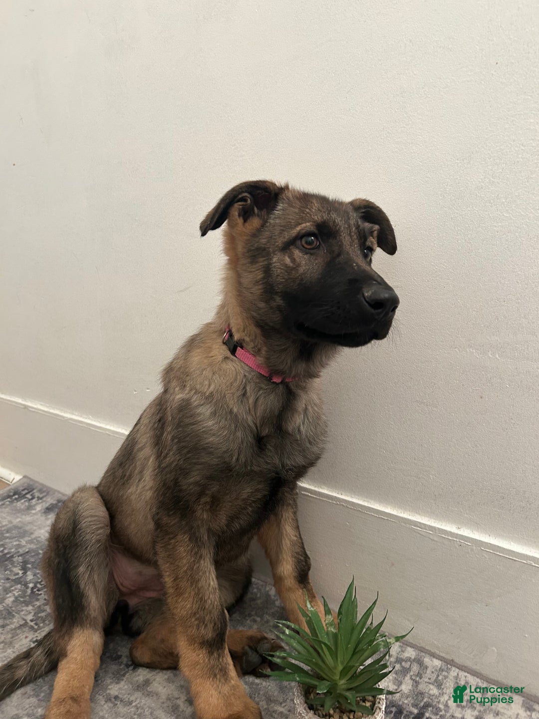 German Shepherd dogs for sale: German Shepherd Puppy 3 - Ad 4