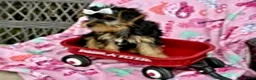 Yorkshire Terrier dogs for sale: Jeremy - Ad 3
