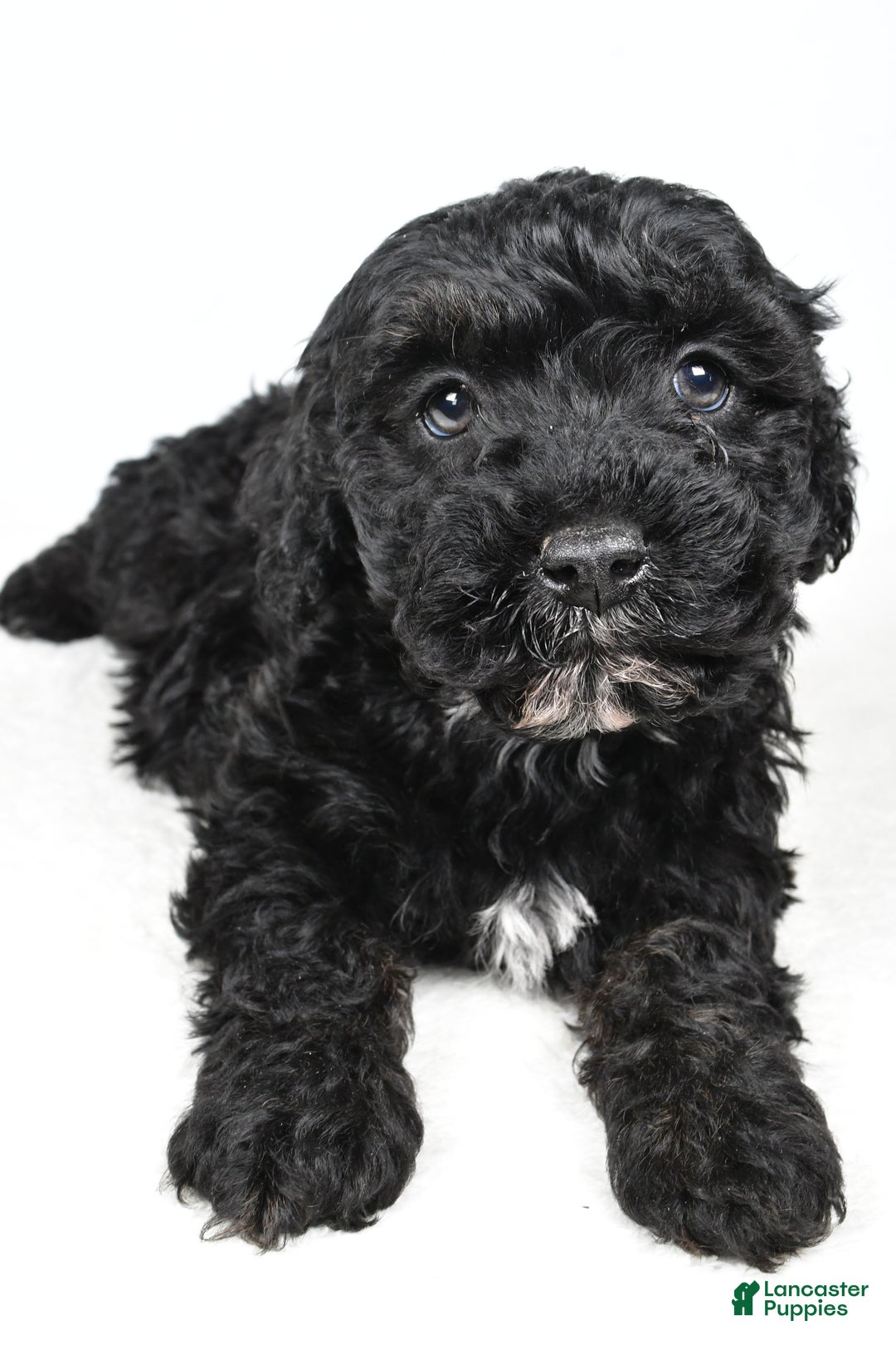 Cockapoo dogs for sale: Baker - Ad 4