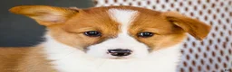 Welsh Corgi Pembroke dogs for sale: Butter - Ad 2