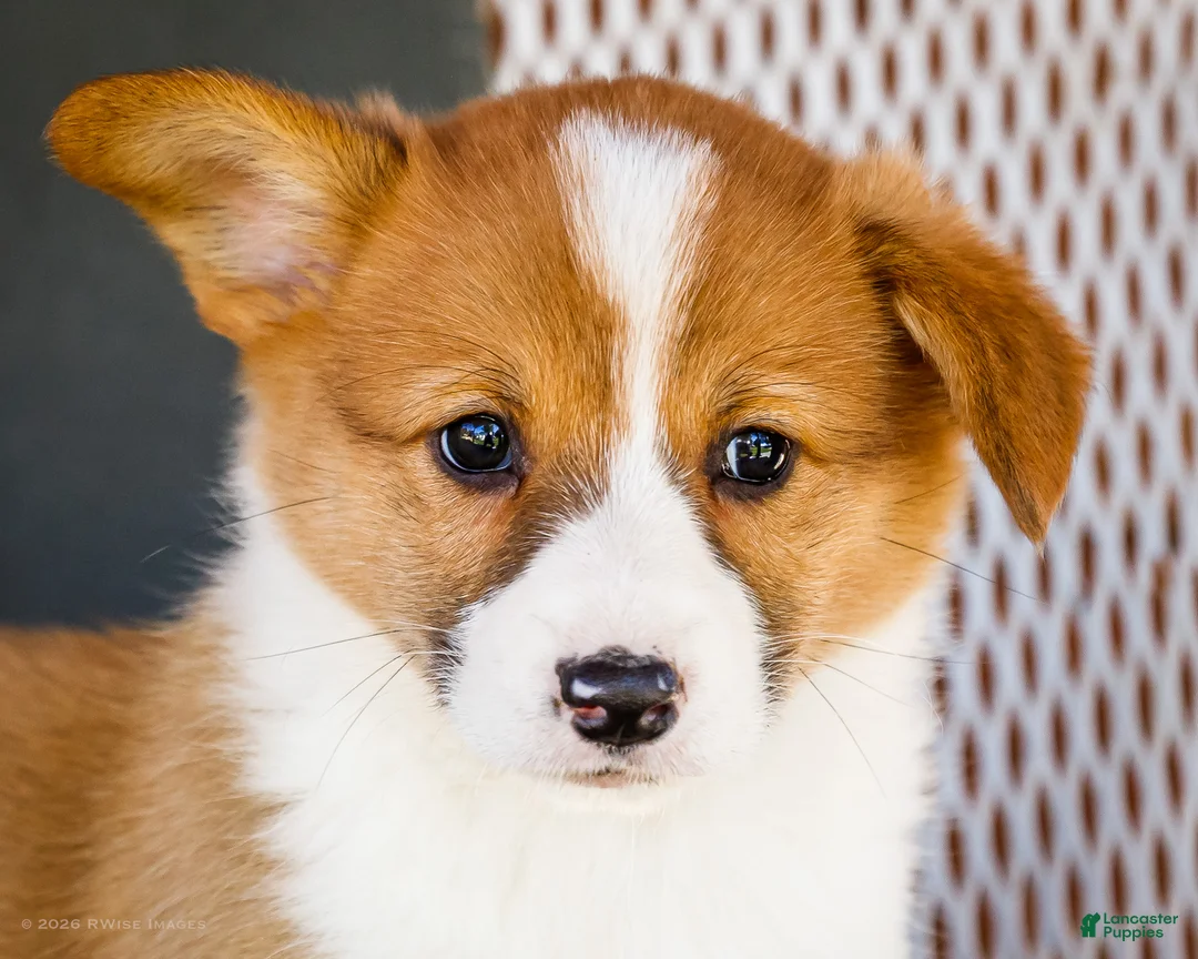 Welsh Corgi Pembroke dogs for sale: Butter - Ad 2