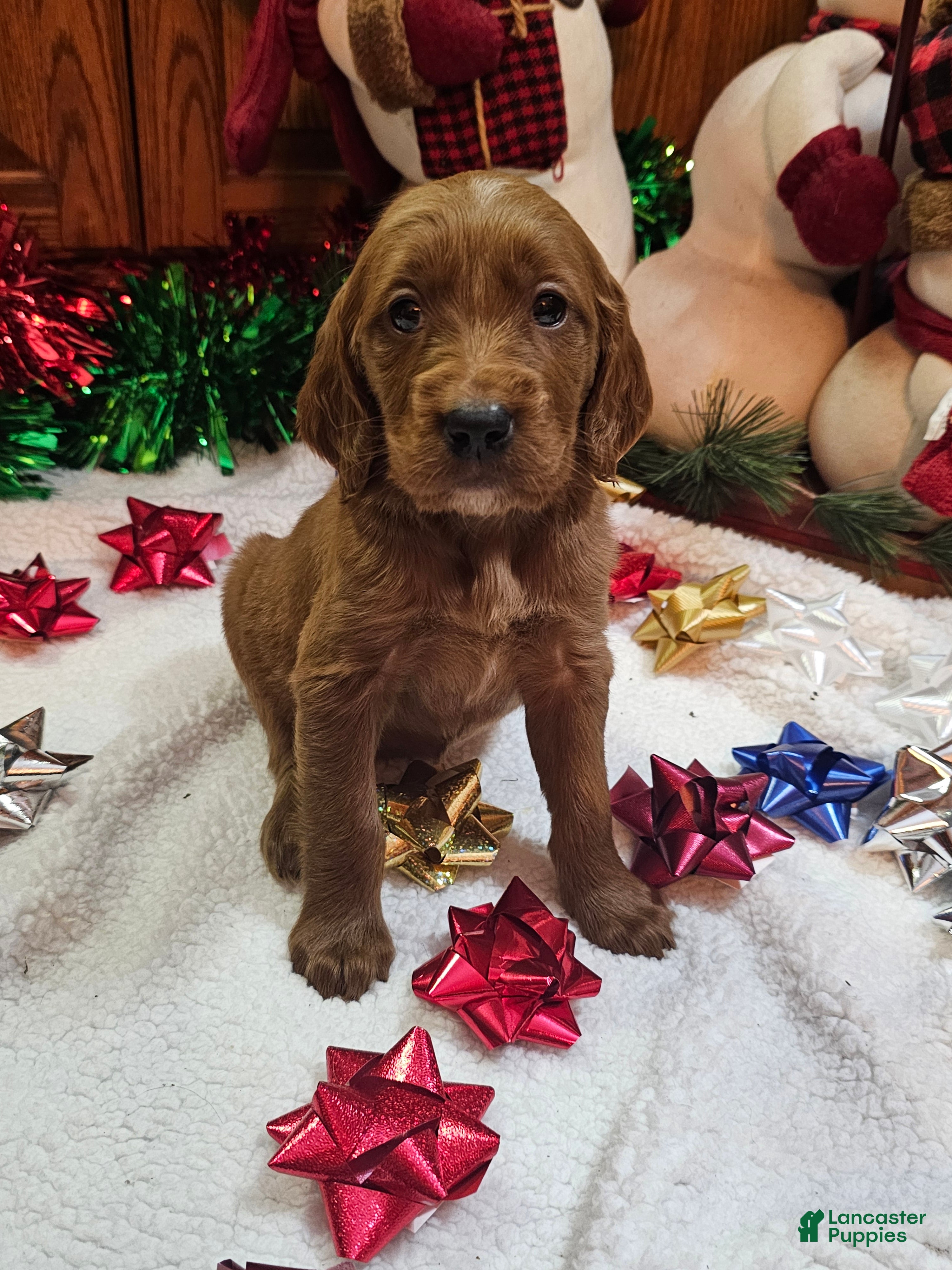 Goldendoodle dogs Almond - Ad 8