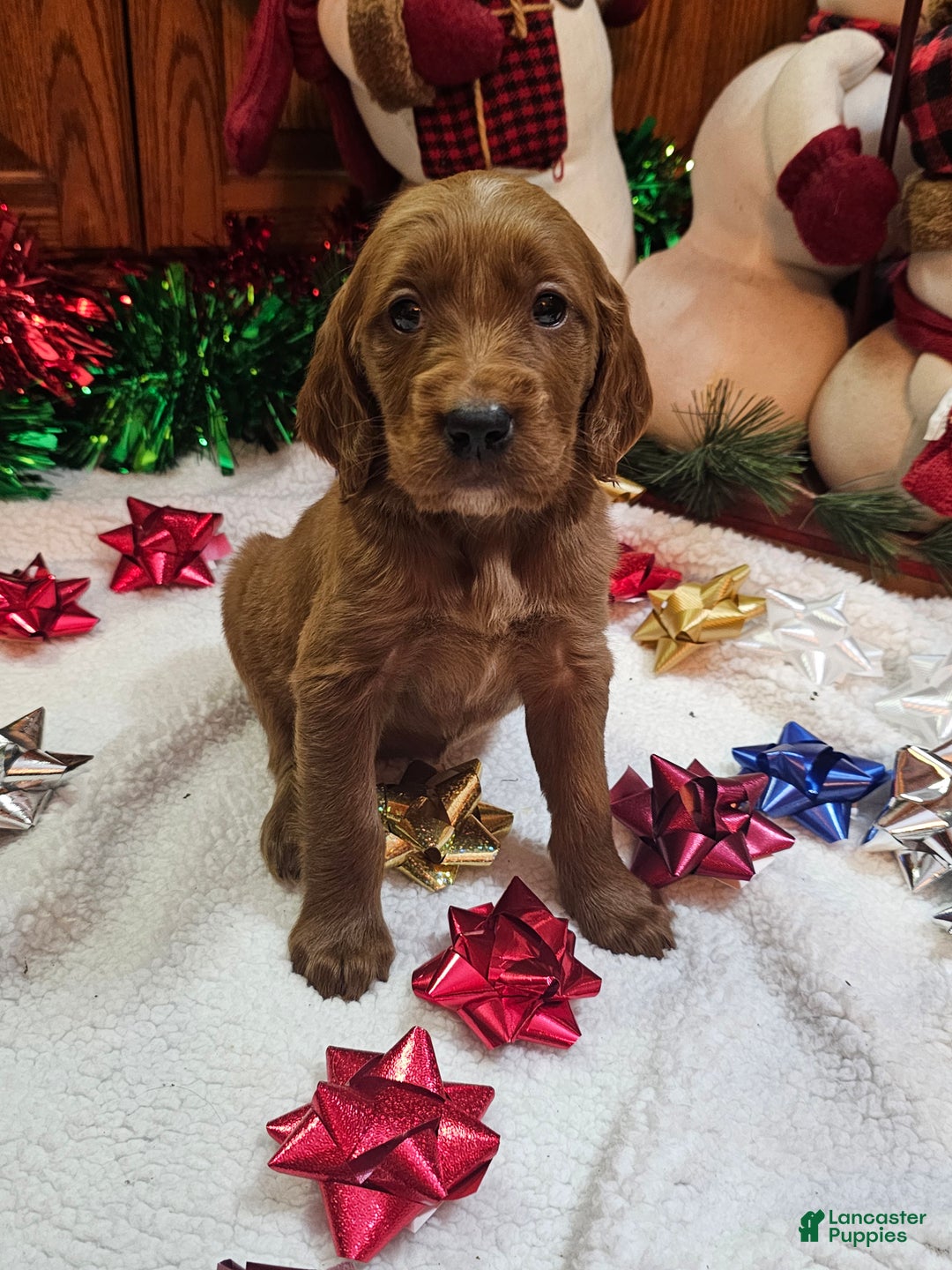 Goldendoodle dogs for sale: Almond - Ad 1