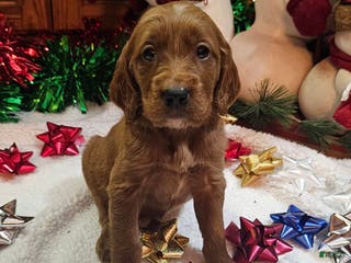 Goldendoodle dogs Almond - Ad 20