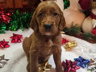 Goldendoodle dogs Almond - Ad 5