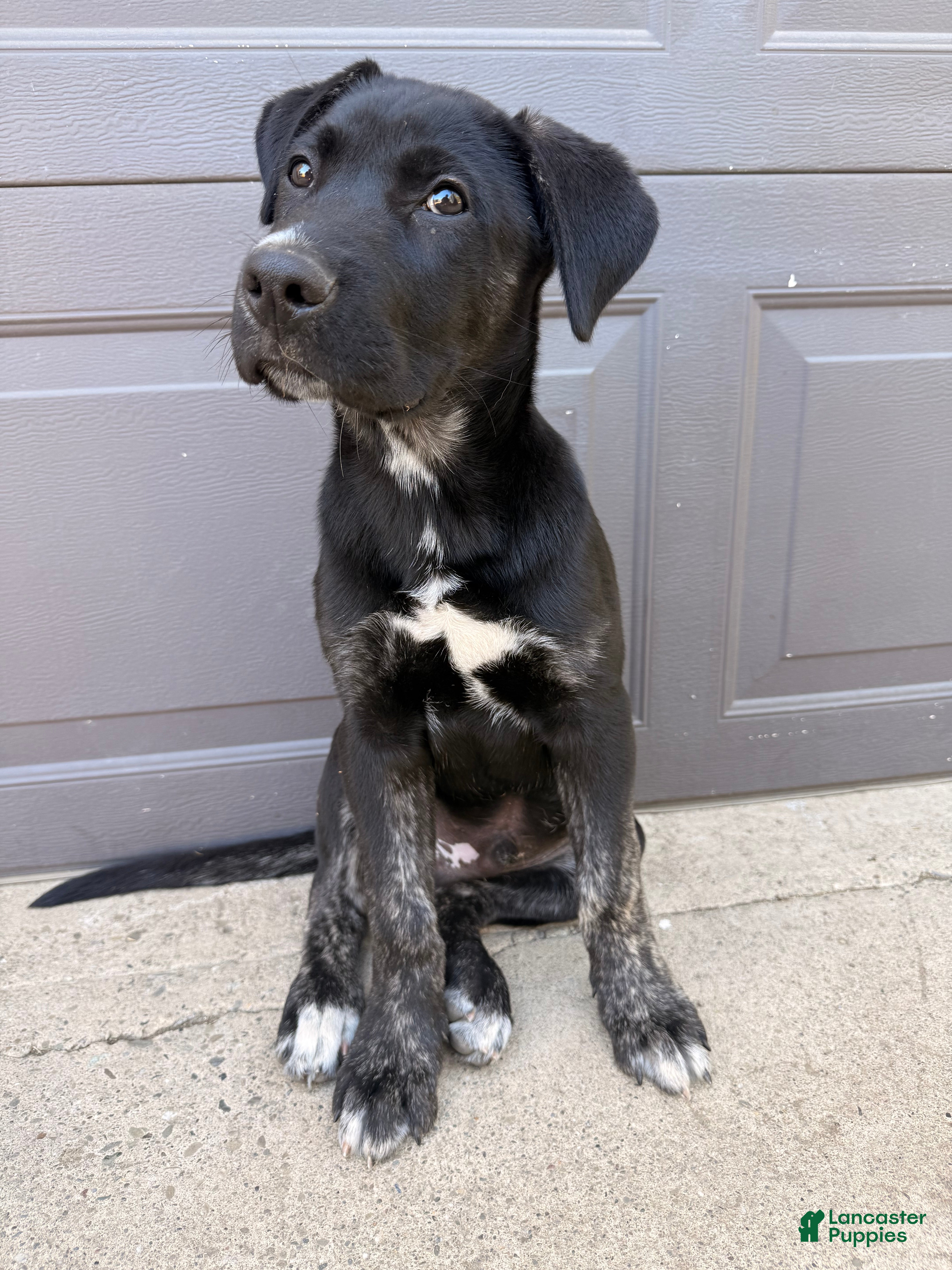 Mixed Breed dogs Milo - Ad 29