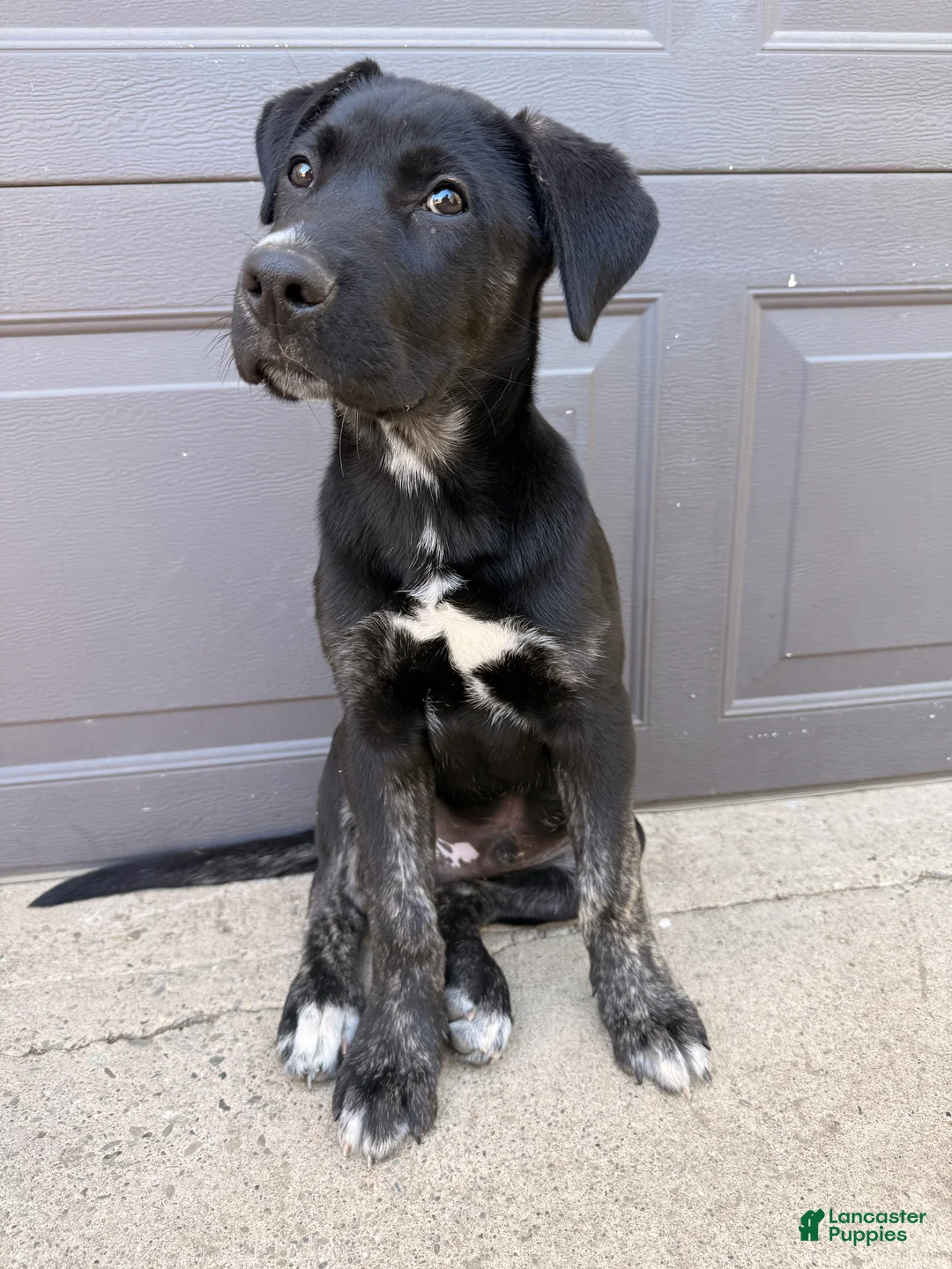 Mixed Breed dogs for sale: Milo - Ad 1