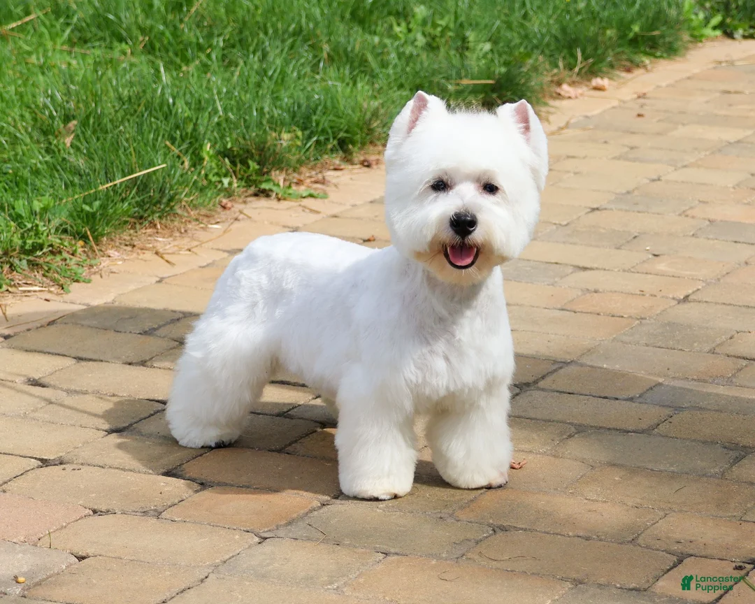 West Highland Terrier dogs for sale: Hamish - Ad 6