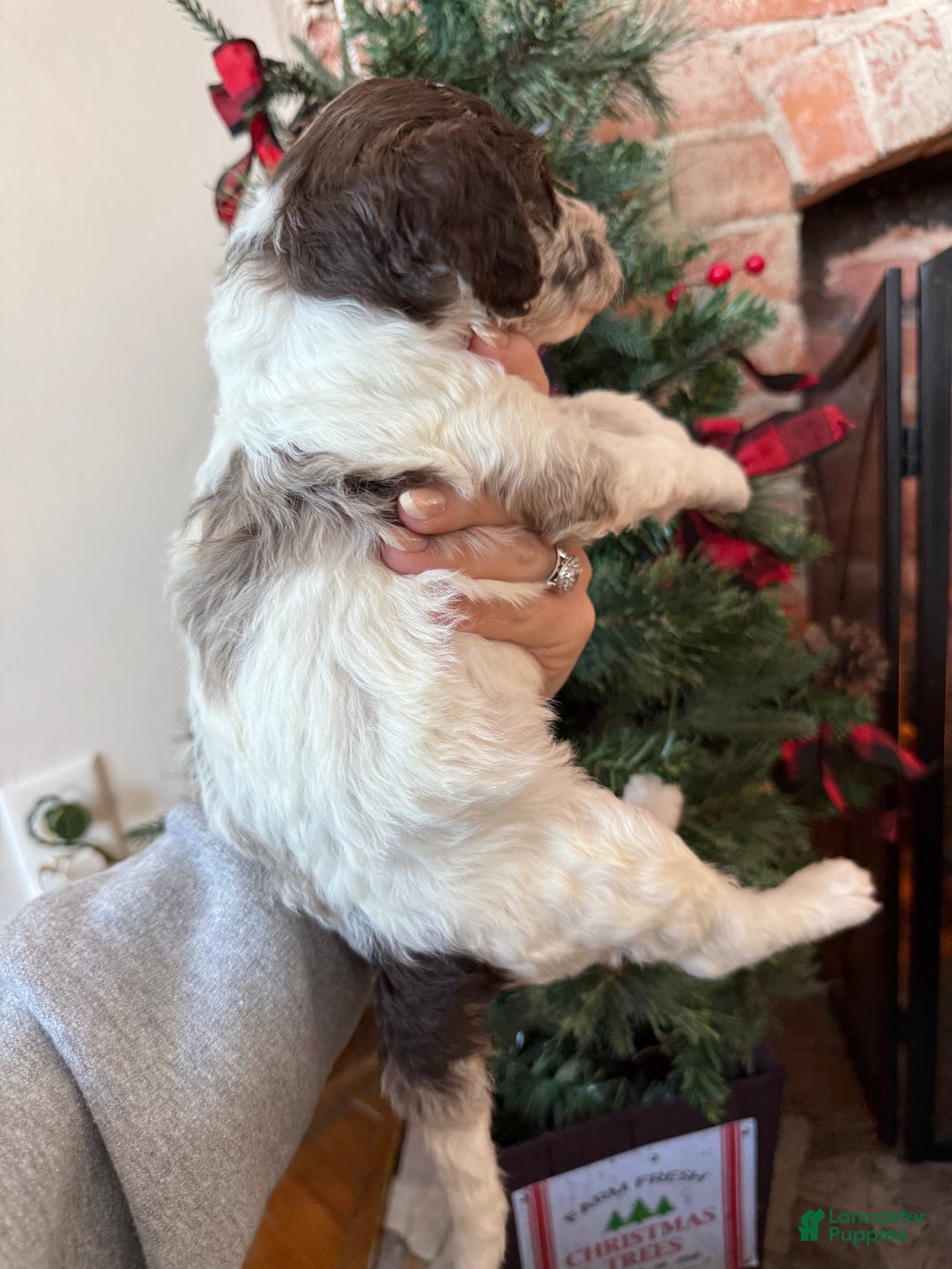 Mixed Breed dogs for sale: Pete - Ad 7