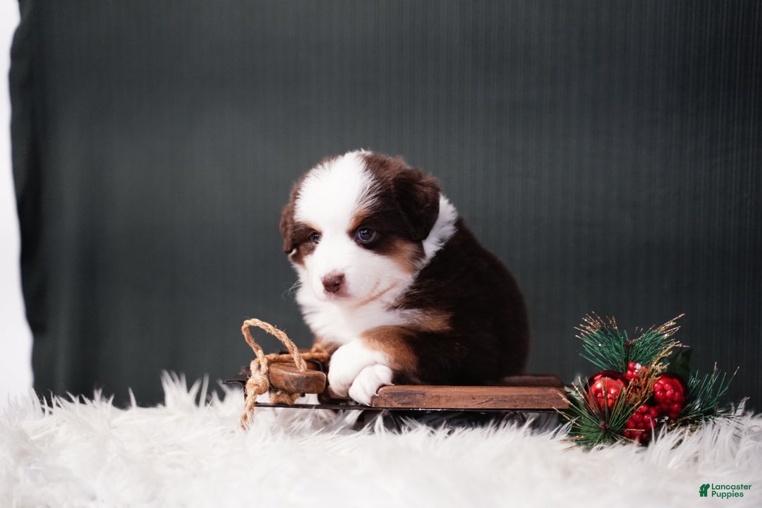 Miniature Australian Shepherd dogs for sale: Dean - Ad 5