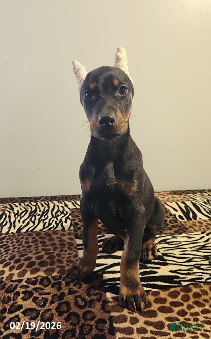 Doberman Pinscher dogs Robbie - Ad 1
