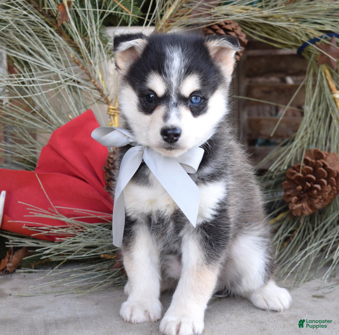Pomsky dogs for sale: Skye - Ad 9