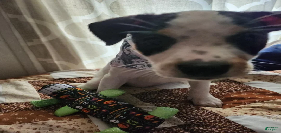 Gallery Image {{count}}