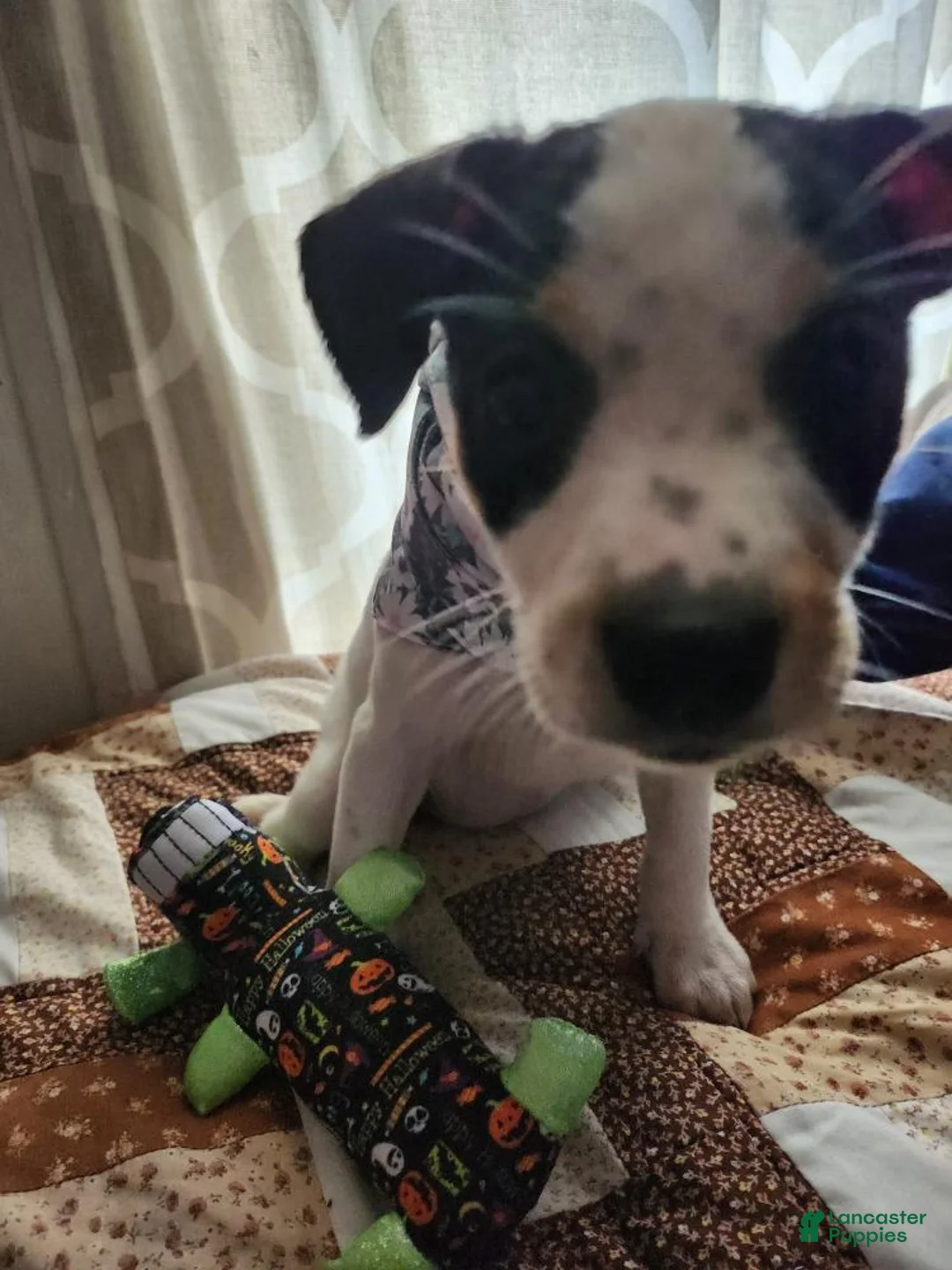 Gallery Image {{count}}