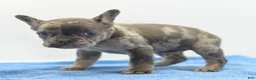 Mixed Breed dogs for sale: Zen blue merle  - Ad 11