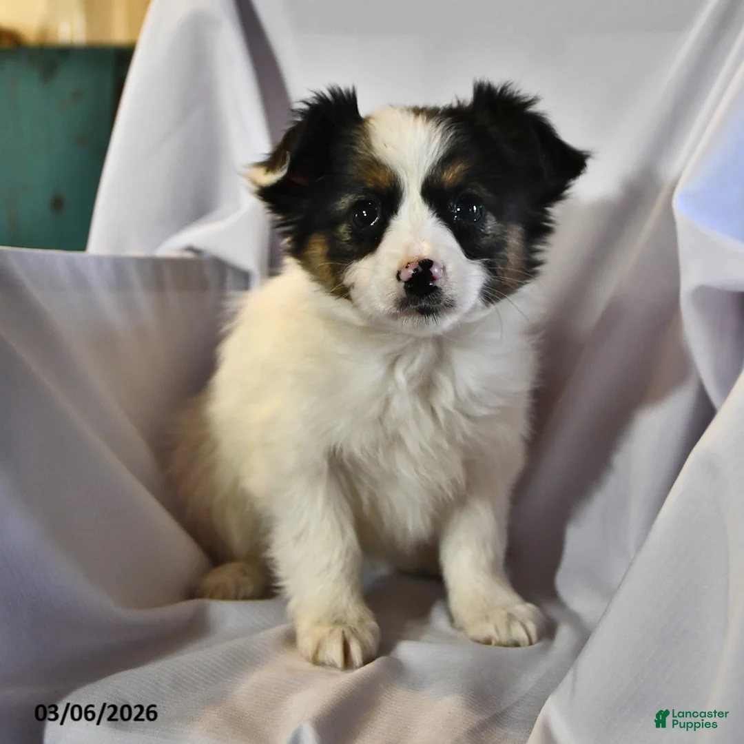 Papillon dogs for sale: Sphnix - Ad 2