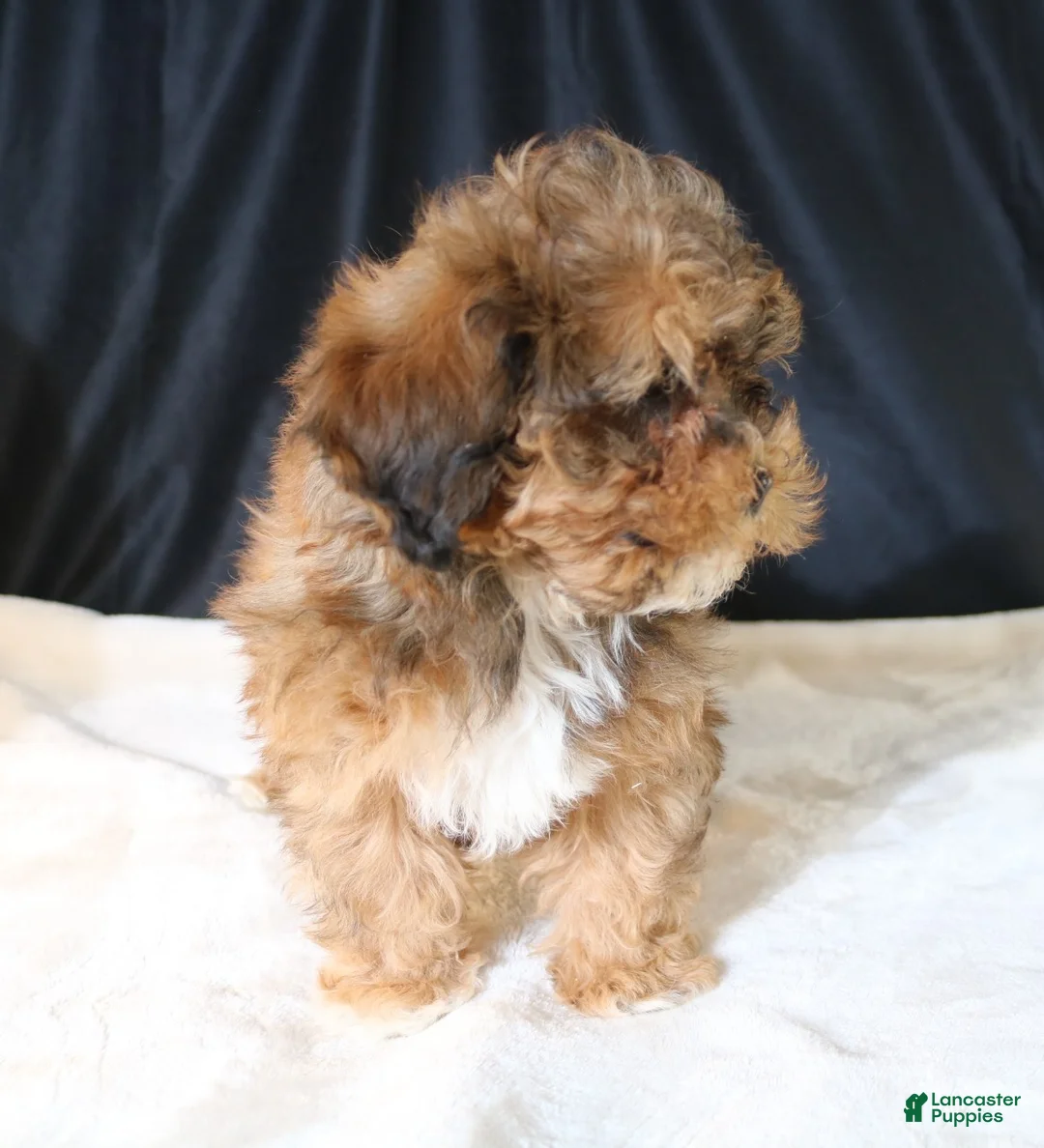 Shihpoo dogs for sale: Chloe - Ad 4
