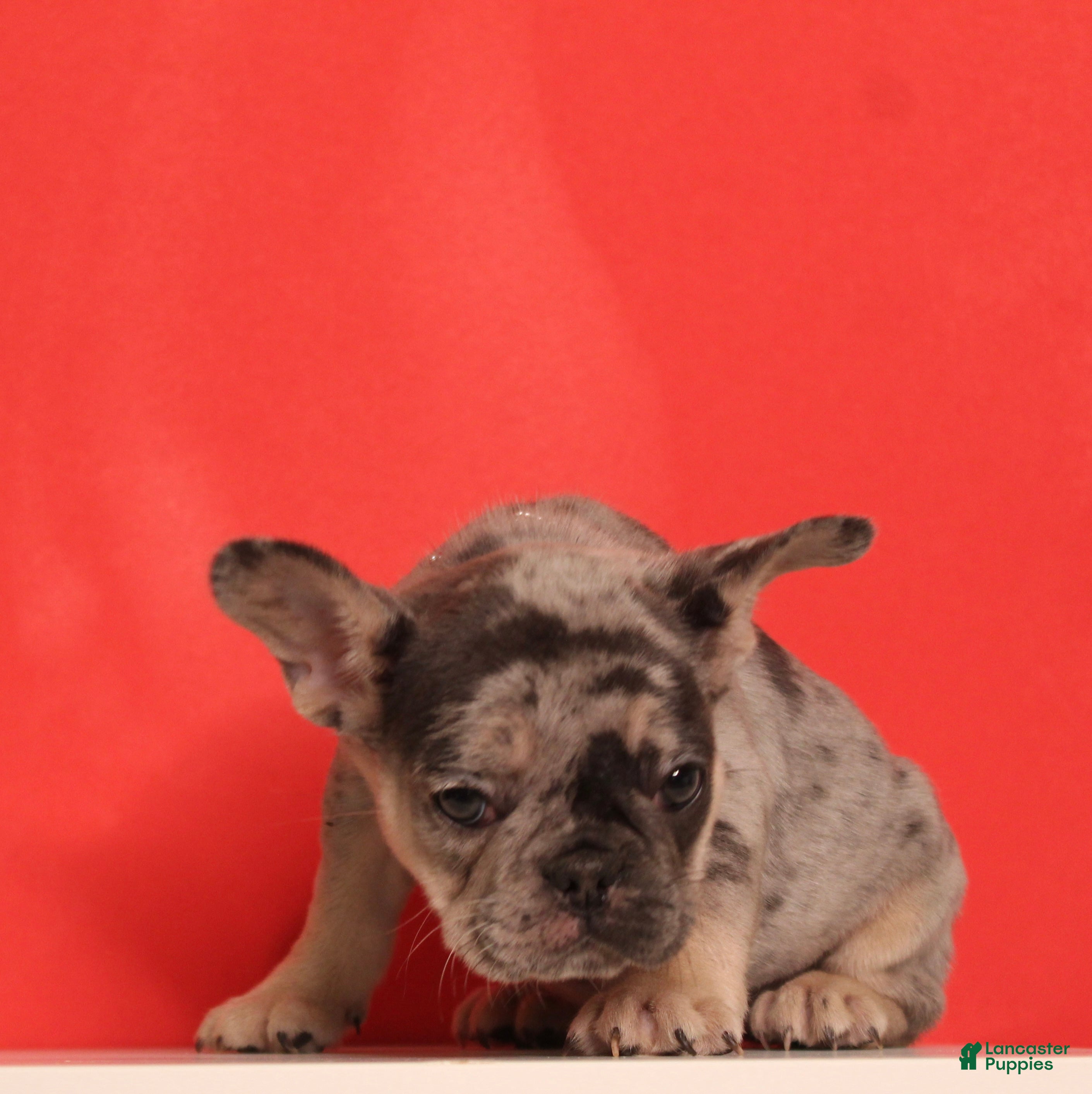 French Bulldog dogs Wiggles  - Ad 32