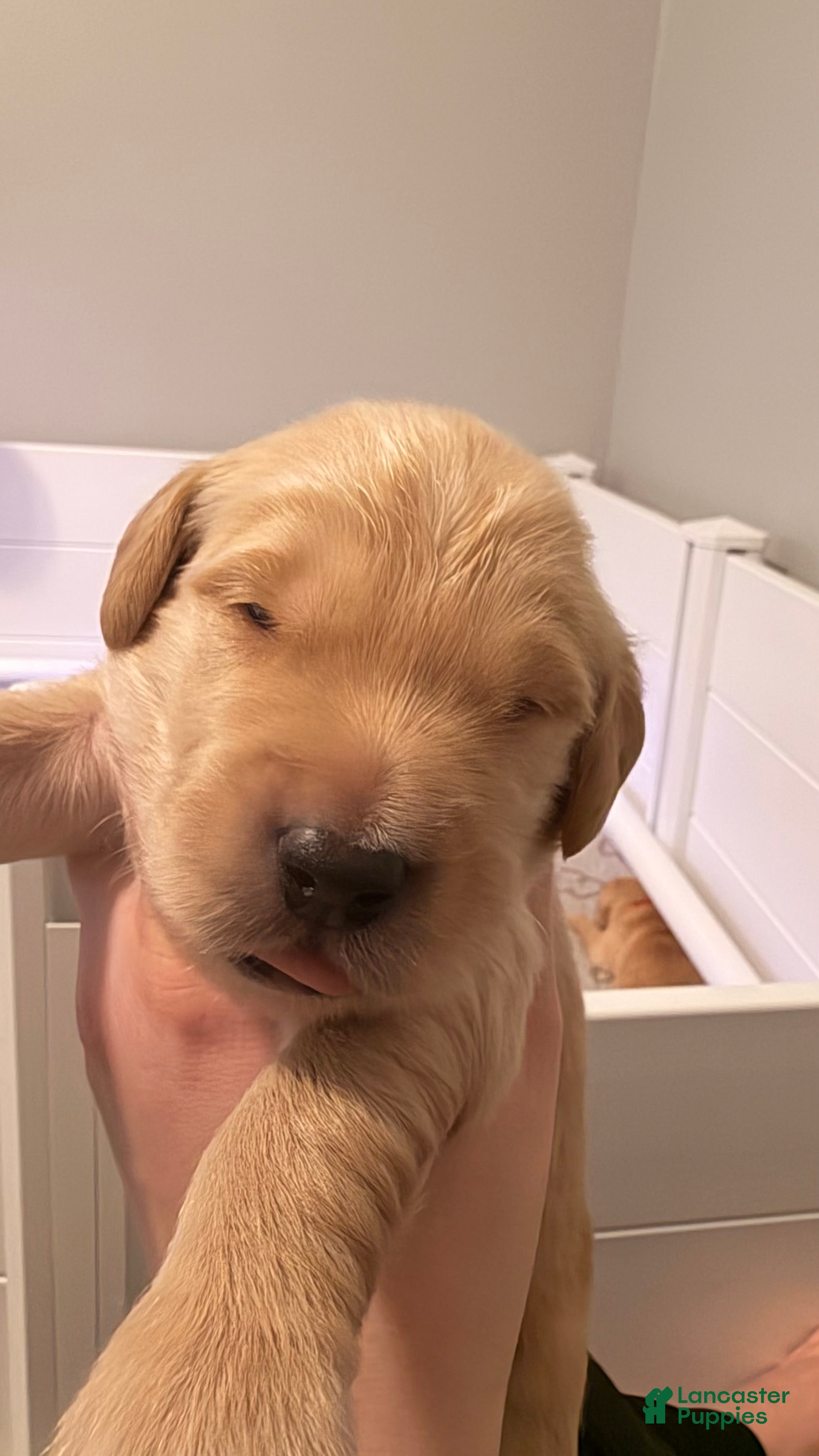 Golden Retriever dogs Light green  - Ad 1