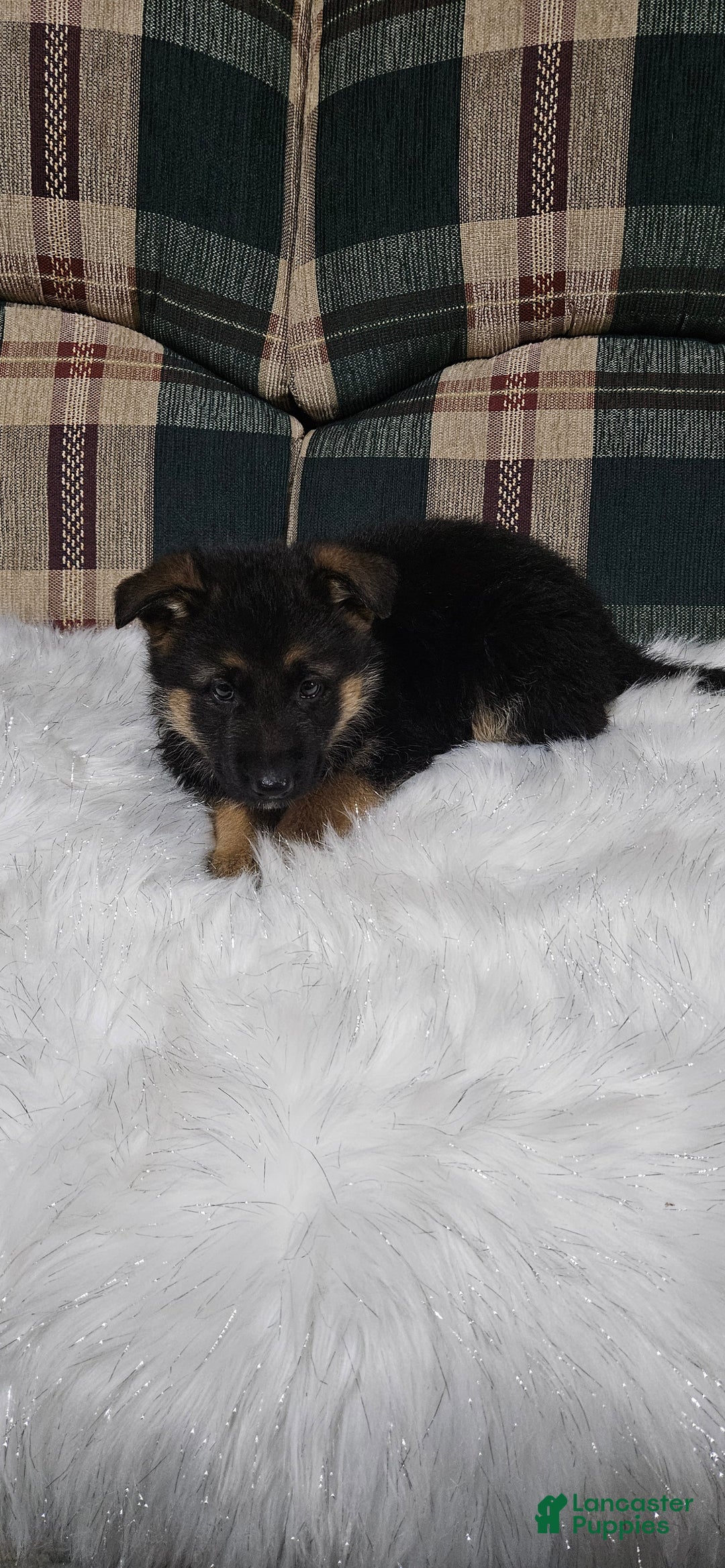 German Shepherd dogs for sale: Sabrina  - Ad 7