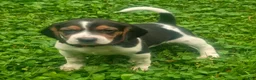Beagle dogs for sale: Luke - Ad 3