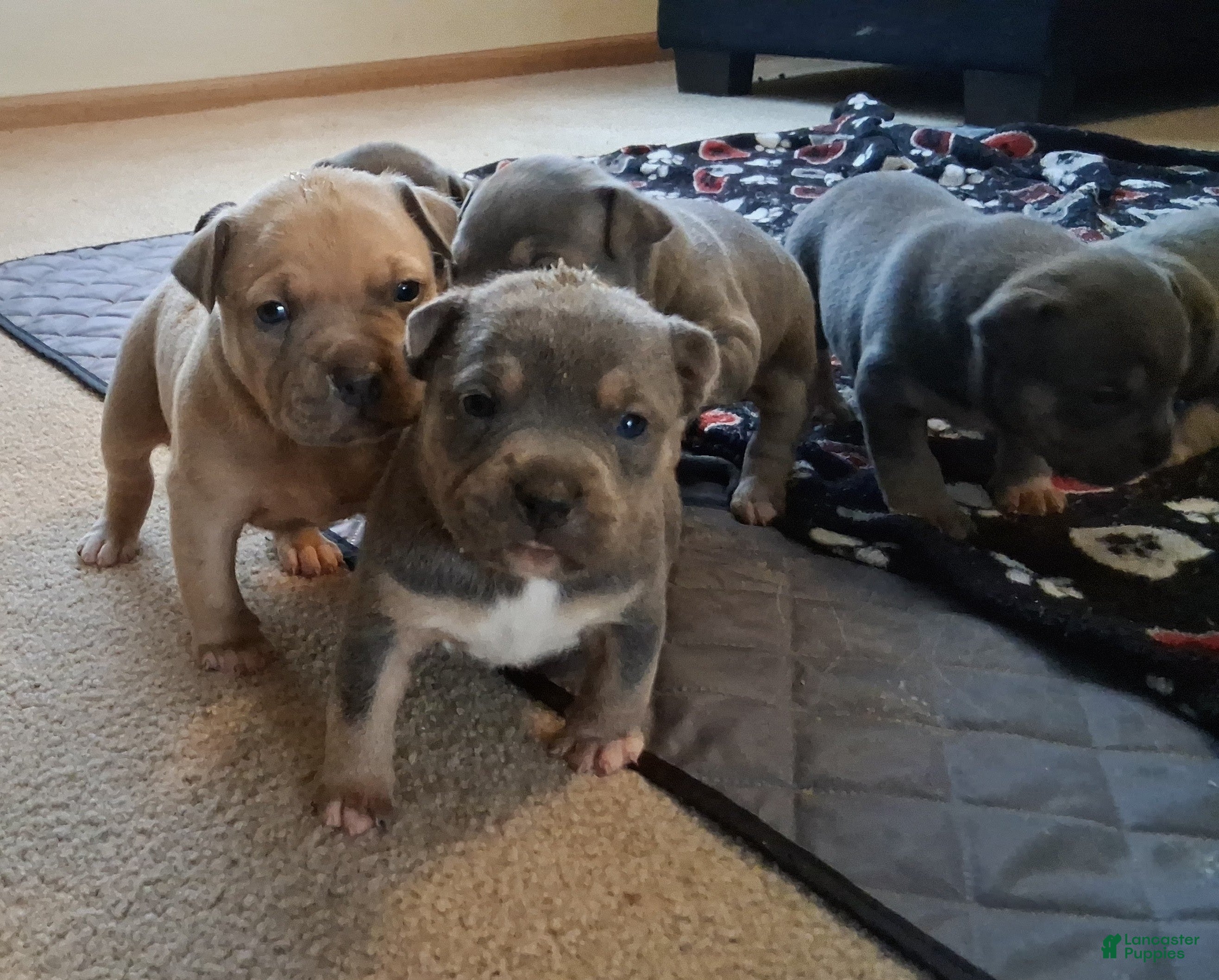 American Bully dogs American Bully Puppy 5 - Ad 1