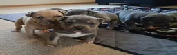 American Bully dogs for sale: American Bully Puppy 5 - Ad 1