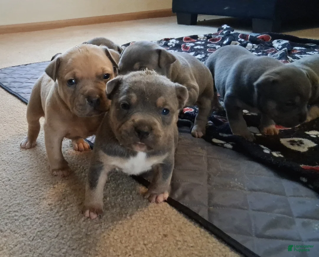 American Bully dogs for sale: American Bully Puppy 5 - Ad 1
