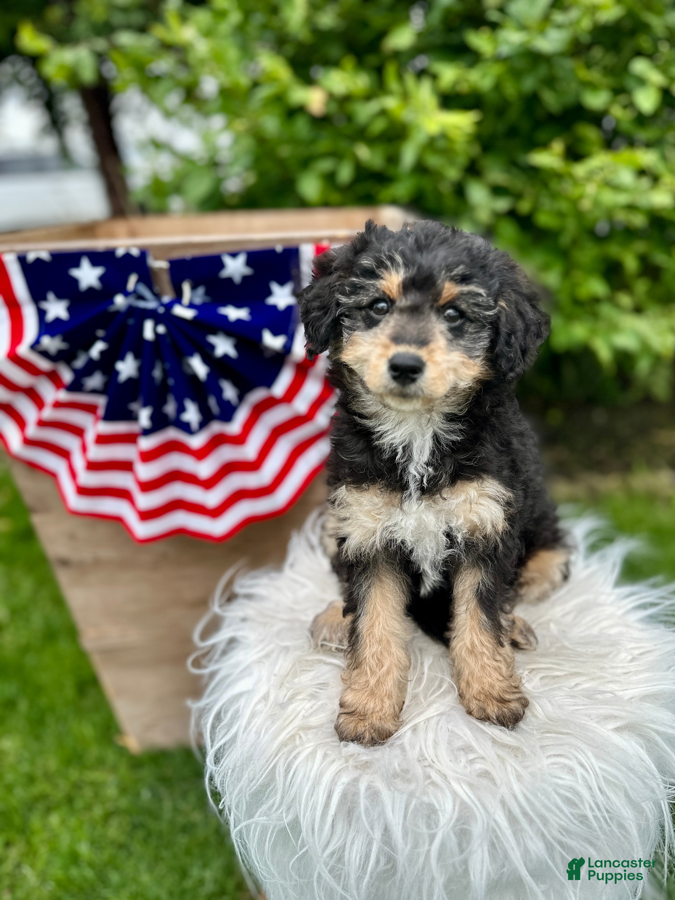 Mini Aussiedoodle dogs Penny - Ad 1