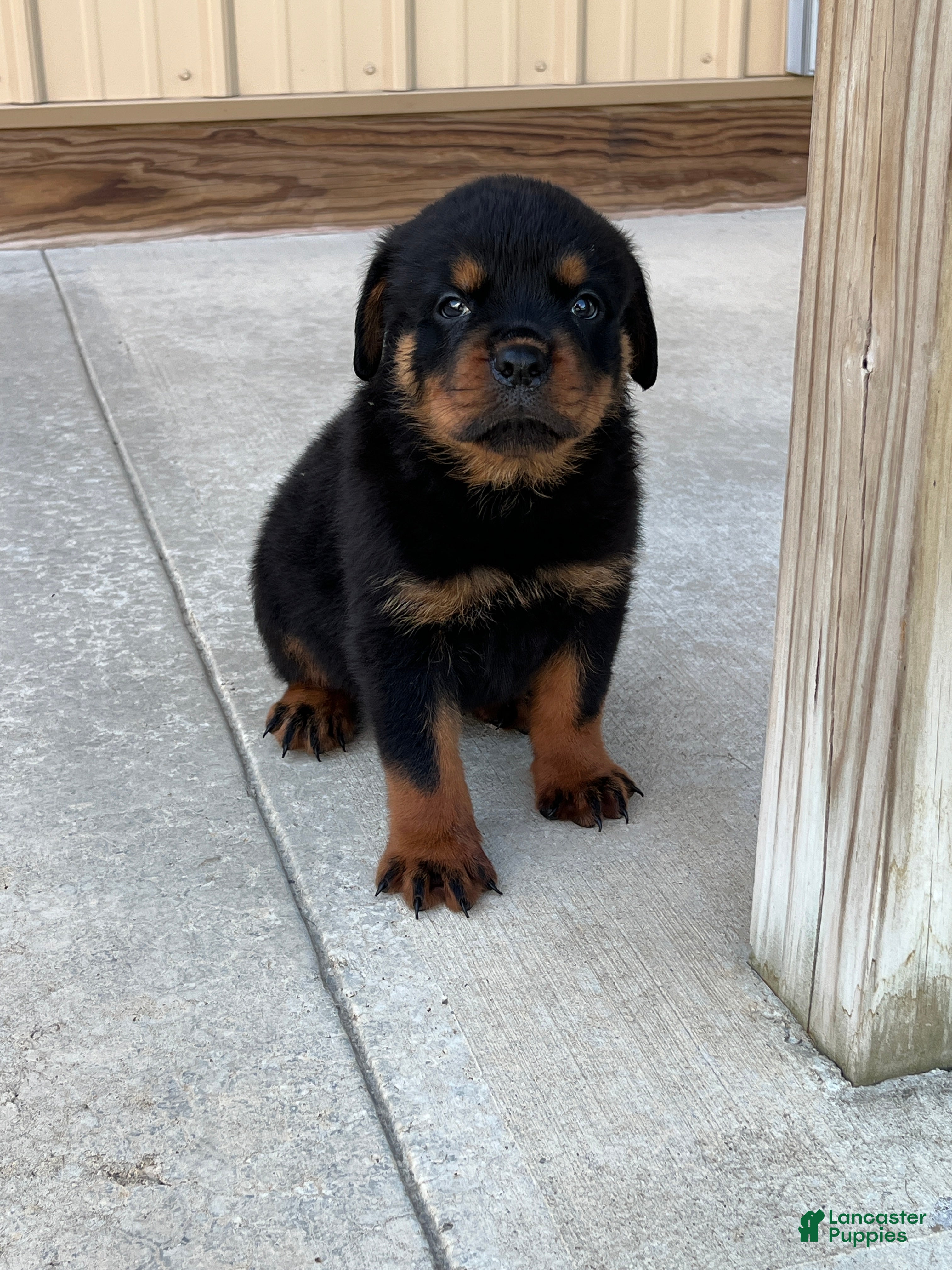 Rottweiler dogs Ace - Ad 2