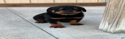 Rottweiler dogs for sale: Ace - Ad 2
